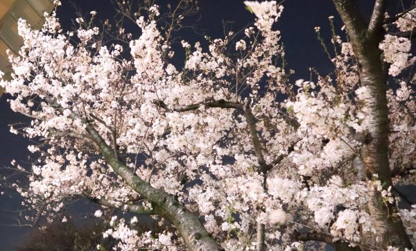 サクラサク🌸介護福祉士合格おめでとうございます